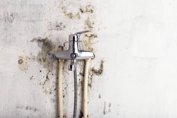 Best Mold Removal Near Me  in Groveton, VA