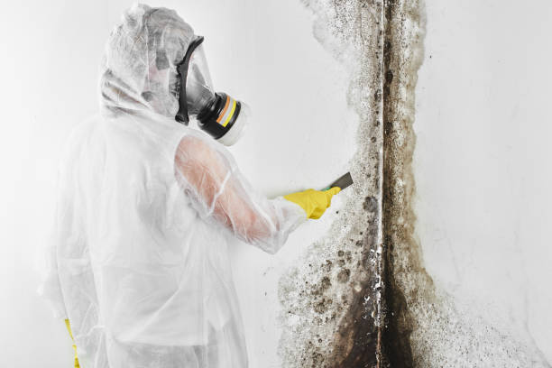 Best Office Mold Removal Services  in Groveton, VA