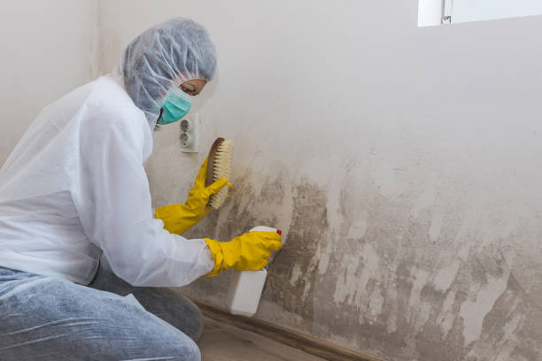 Best Local Mold Removal Service  in Groveton, VA