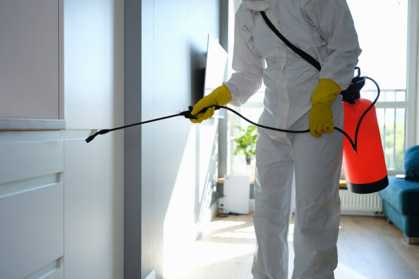 Best Fast Mold Removal  in Groveton, VA