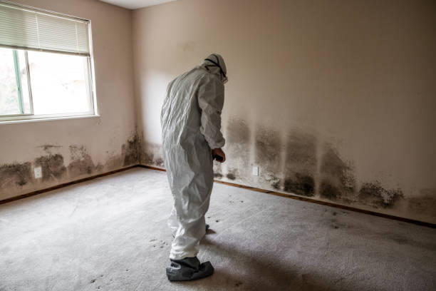 Crawl Space Mold Removal in Groveton, VA