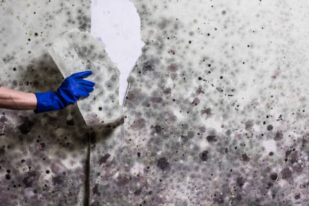 Best Water Damage Restoration  in Groveton, VA