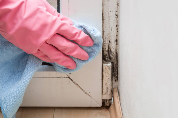Home Mold Removal in Groveton, VA