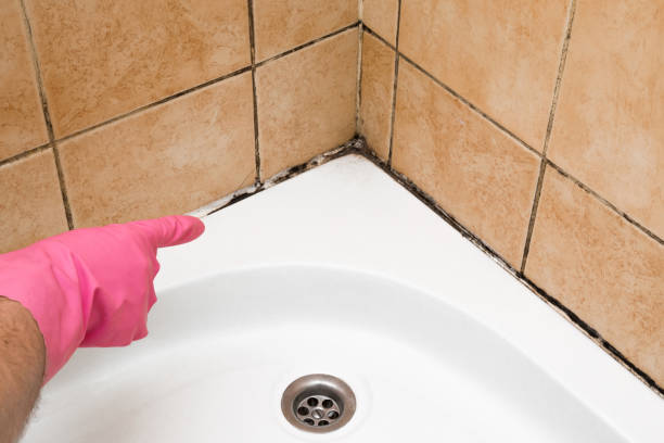 Best Black Mold Removal  in Groveton, VA